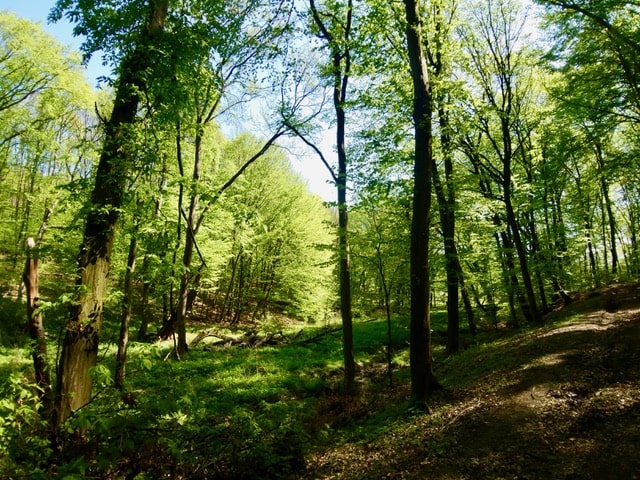 Sétáló erdő